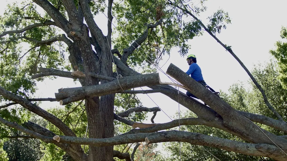 Professional Crown Thinning performed by certified arborists in The Dalles