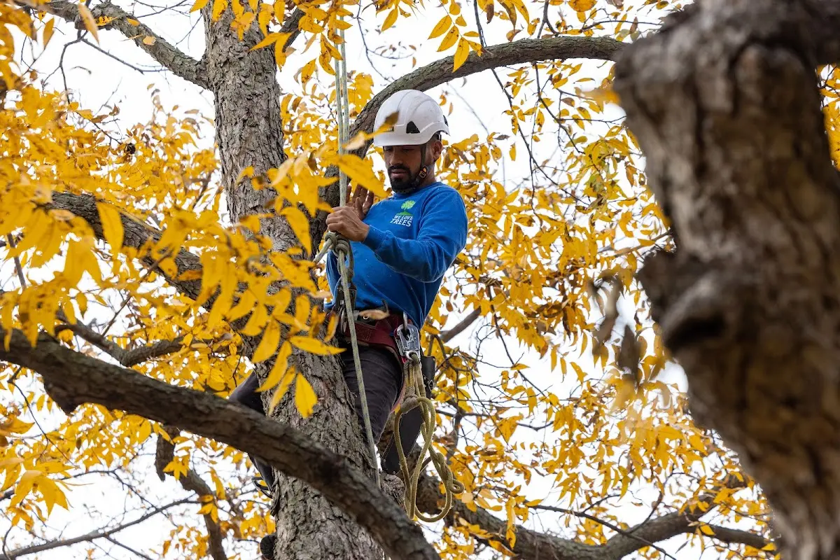 Skilled Tree Planing crew working in The Dalles